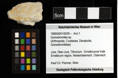 Foto (Objekt + Etiketten) von Goniodromites sp. 
